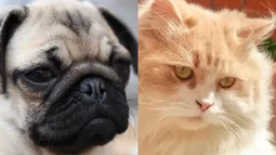 Efecto de crianza intensiva de mascotas: perros carlinos y gatos persas tienen caras achatadas por selección artificial