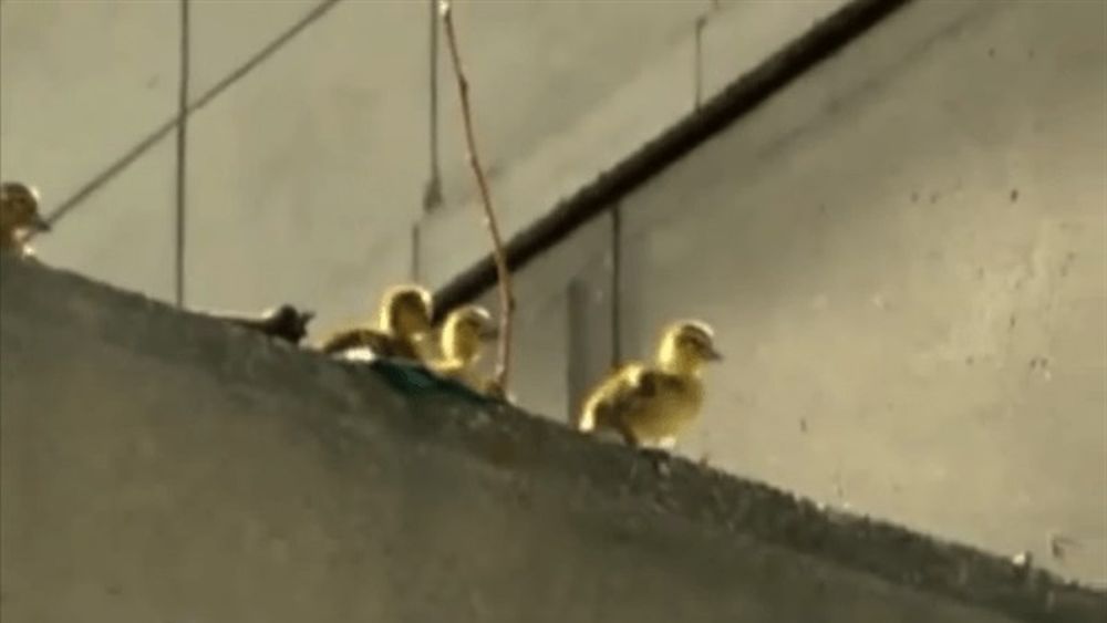 VIDEO| El enternecedor rescate de un hombre a patitos que saltaban desde la altura siguiendo a su madre