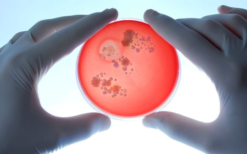 microbioma intestinal.jpg