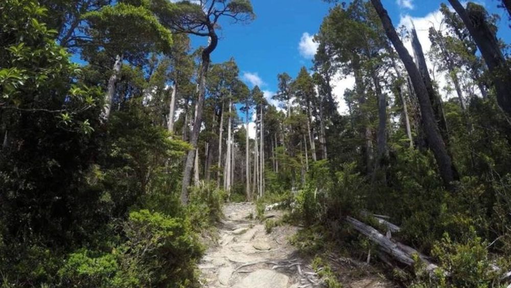 Chile deberá indemnizar a defensor ambiental sancionado al acusar a senador de tala ilegal