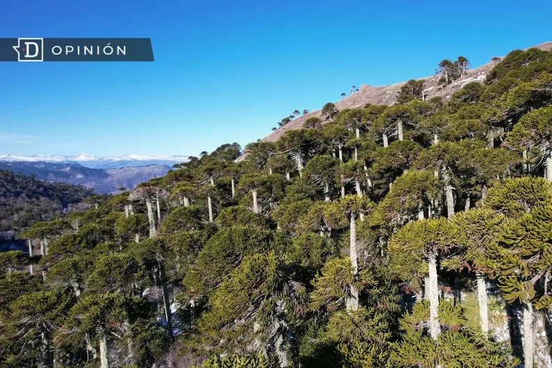 22506 imagen de un bosque de araucarias.webp