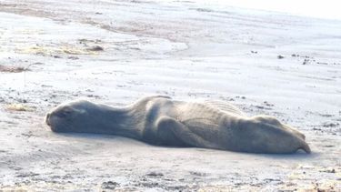 Lobos marinos varan desnutridos en las costas de Coquimbo.&nbsp;