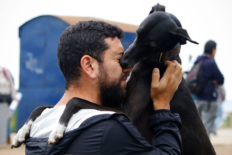 en el dia mundial del perro como viajar en avion con tu mejor amigo.jpg