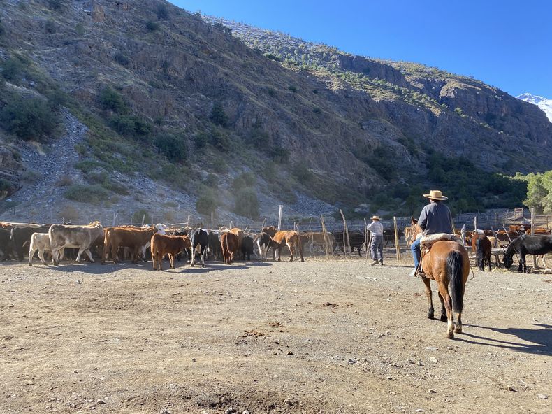 Ganadería trashumante en los Andes centrales.&nbsp;