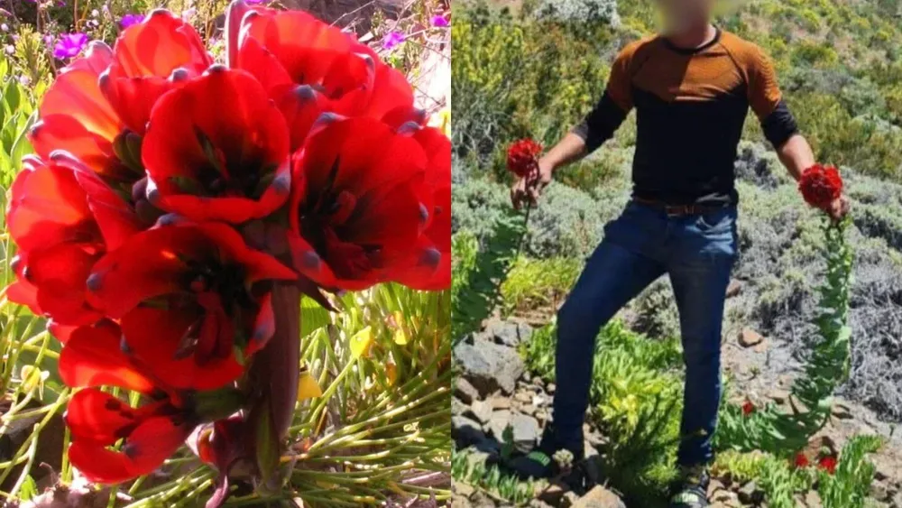 Conaf alerta por daño de flor endémica garra de león en desierto de Atacama: Turistas las pisan y manipulan