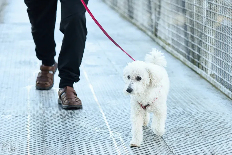 pitbull sin bozal ingreso a vivienda y mato a un poodle dueno debera pagar 692 mil y tomar medidas de seguridad.webp