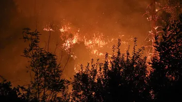 Tragedia por incendios forestales en Chile: Sube a 19 los fallecidos, más de 1.500 damnificados y casi 1.000 viviendas dañadas