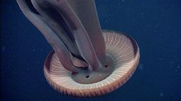 VIDEO| Graban a una enorme medusa de 10 metros de largo
