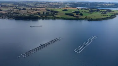 La prohibición de exportación de Rusia contra salmoneras chilenas por incumplimientos sanitarios: Están en zonas protegidas