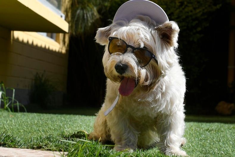 1260 perro.jpg
