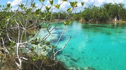 Jóvenes restauran manglares rojos en el lago de los siete colores de México