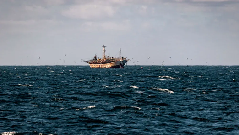 Estudio internacional sobre impacto de pesca ilegal del calamar enciende alertas en Chile: Emplazan a autoridades por medidas
