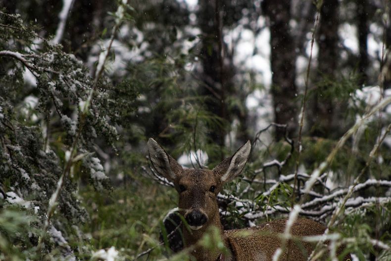 ante un 63 de especies que peligran desaparecer chile actualiza sus metas de proteccion a estas.jpg