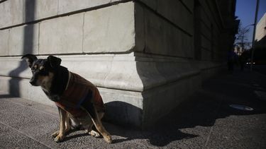 Detienen a hombre que habría abusado sexualmente de un perro en Chillán