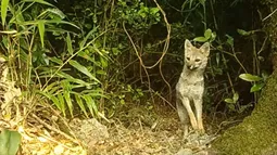 El tierno registro de un curioso zorro chilla captado por cámaras trampa en la Reserva Nacional Mocho Choshuenco