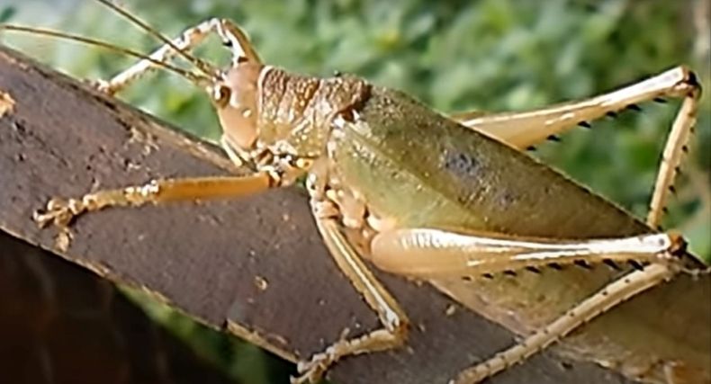 Saltamontes.jpg