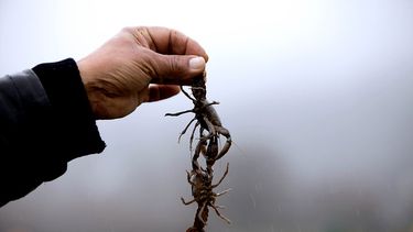 China suspende importación de camarones desde Ecuador tras detectar restos de coronavirus en algunos paquetes