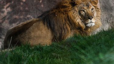 Insólito: Zoológico de Dinamarca pide donación de mascotas para alimentar a sus depredadores