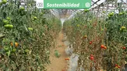 bacteria pone en riesgo al tomate tras resistir aplicaciones de cobre en ohiggins y maule: cientifica brinda soluciones