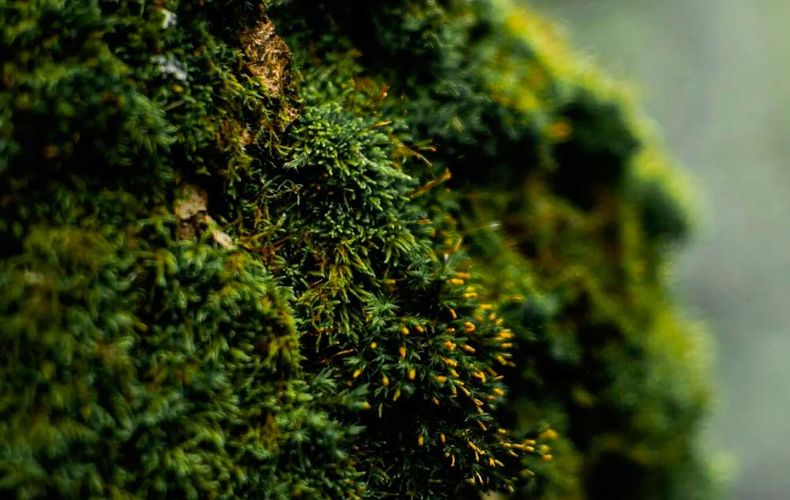 26114 musgo espacio.jpg