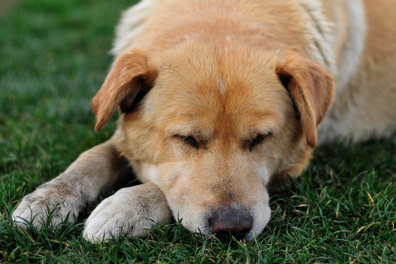 Grave caso de maltrato animal en Maipú - Agencia Uno