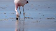 La presencia de flamencos andinos convive en Maricunga con actividades de exploración asociadas a la extracción de litio, uno de los desafíos actuales para la conservación del salar.