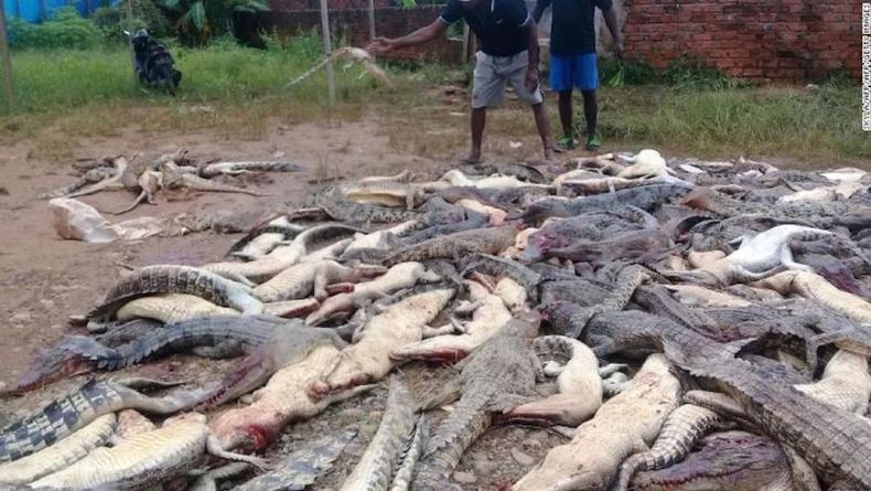 01 crocodoiles exlarge 169.jpg