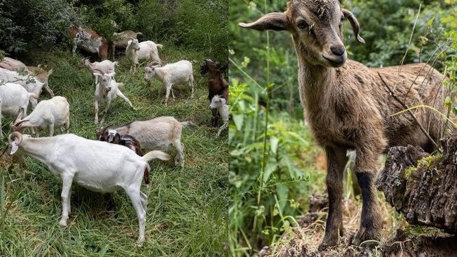 Proyecto Buena Cabra ayuda a prevenir incendios forestales