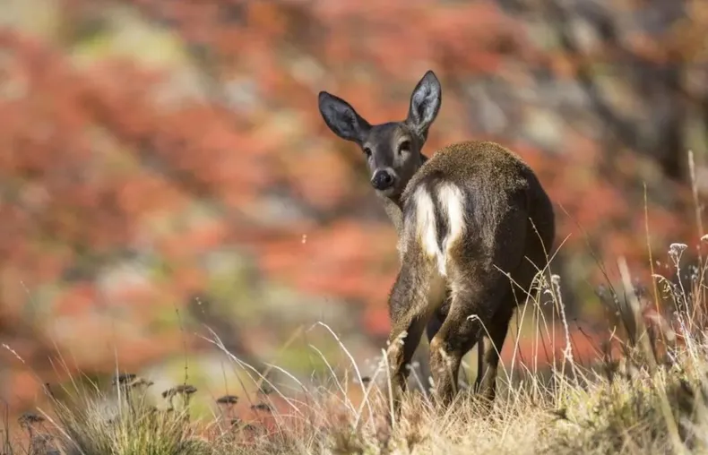 27331 huemul hernan povedano7 1200x800 1 1170x752.webp