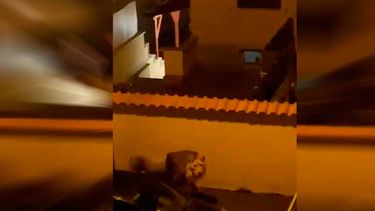 VIDEO| Terror en Italia: León se escapa de circo y camina por las calles