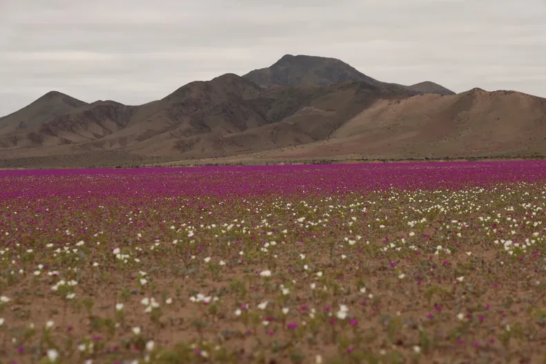 chile apunta a proteger 30 de su territorio al 2030 la crisis ambiental exige un cambio transformador.webp
