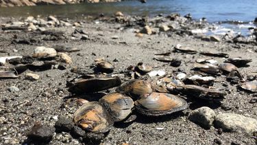 Denuncian delicada situación del lago Caburgua y muerte de moluscos