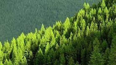 El Desconcierto | Monocultivo de pinos.jpg