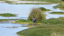 Registran liberación de pato puna rehabilitado de lesión craneal tras derrame de 25 mil litros de aceite en Lago Chungará