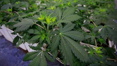 El negocio de la cannabis continúa su batalla con la ley en Nueva York