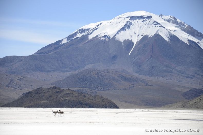 1131 salar surire.jpg