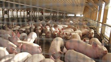 Casi 2 mil cerdas preñadas murieron calcinadas tras incendio en Agrosuper de San Pedro de Melipilla