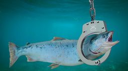 Abandono de retén y pesca ilegal: La insólita “Pyme” de Carabineros que afectó la seguridad nacional