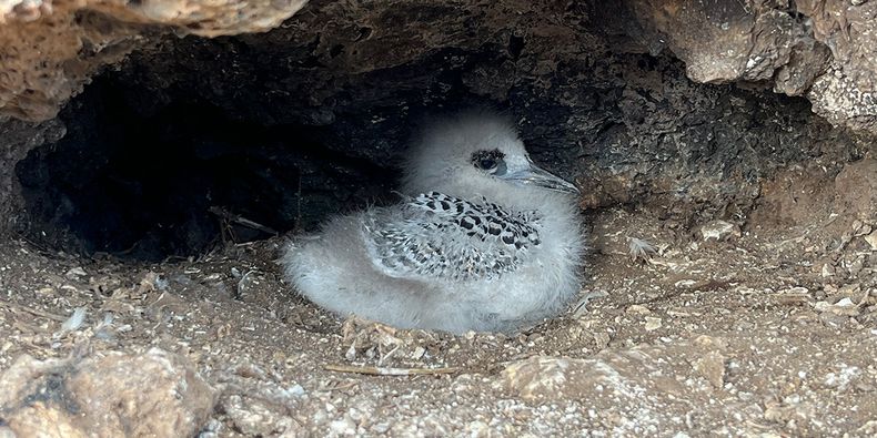 Polluelo de ave del trópico (Phaethon rubricauda) en la isla San Ambrosio. Foto: Arón Cádiz.&nbsp;