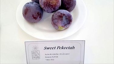 Investigadores chilenos crean nueva variedad de ciruelo japonés con sabor dulce y textura de manzana