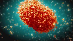 Viruela Mpox llega a Asia y Europa: OMS pide al mundo una “respuesta unificada”