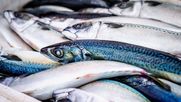 Pesca Artesanal.