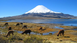 Conaf anuncia entrada gratuita a áreas protegidas de Chile. En la foto, el Parque Nacional Lauca (Región de Arica y Parinacota). Conaf anuncia entrada gratuita a áreas protegidas de Chile. En la foto, el Parque Nacional Lauca (Región de Arica y Parinacota).