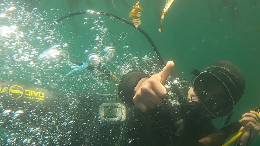 Para rescatar al loco chileno en Aysén: Buzos jardinean el fondo marino dañado con técnicas ancestrales