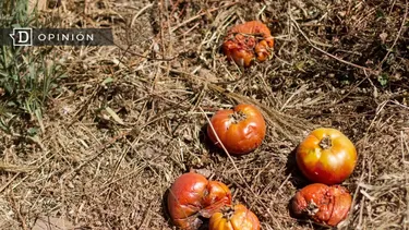 El Desconcierto | 23785 imagen de unos tomates podridos en la tierra.webp