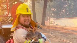 Bomberos logra rescatar con vida a pudú que escapaba del incendio forestal en Florida