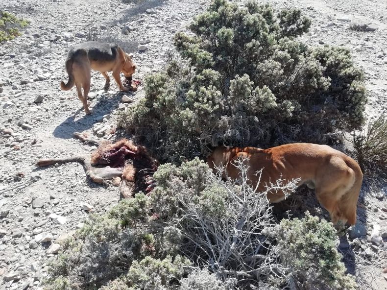 Perros matan a un guanaco en el parque Llanos de Challe.jpg