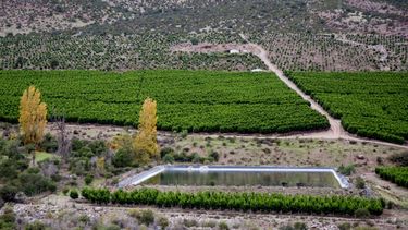 El Desconcierto | paltas.jpg