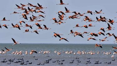 Dan frutos y resultados esfuerzos de Bolivia por proteger huevos de flamencos altoandinos