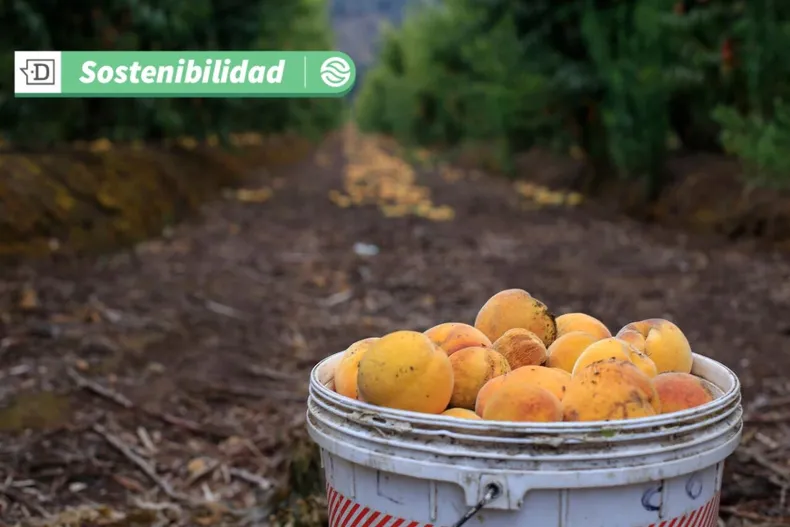 16185 diseno sin titulo 2025 05 23t113413.webp